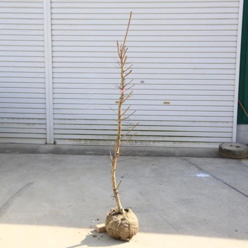 2970円 ハイクオリティ 庭木 植木 サルスベリ 百日紅 さるすべり 花色お選びください 佐川急便発送 赤花 桃花 紫花