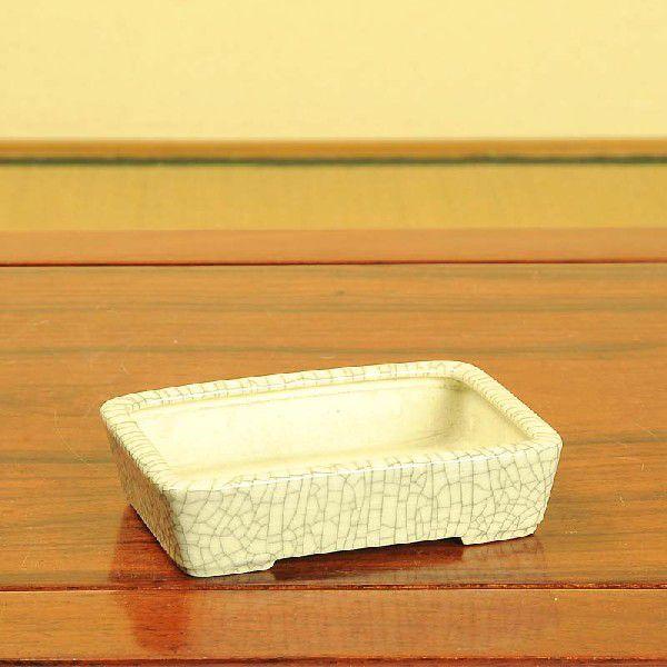 盆栽小鉢：青香(せいか)（長方鉢 12.2cm）* 資材 : 遊恵盆栽 Yahoo!店
