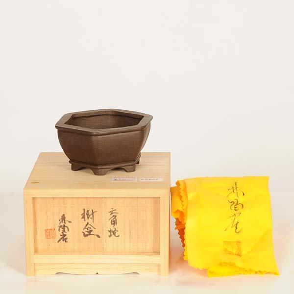 現代小鉢：陶雀 六角鉢『六角蛇』【現品】*toujyaku 9.0cm : 遊恵盆栽