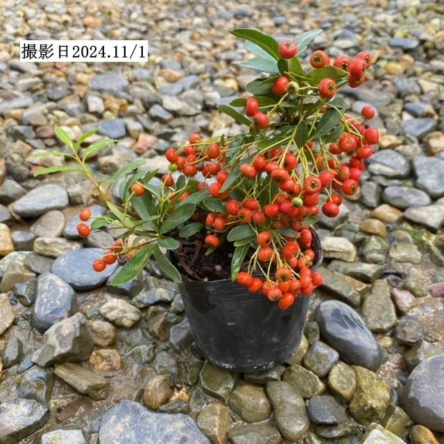 苗：ピラカンサ*ぴらかんさ : 遊恵盆栽 Yahoo!店 - 通販 - Yahoo