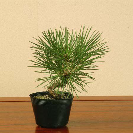 苗：三河黒松(曲)*みかわくろまつ/ミカワクロマツ : 遊恵盆栽