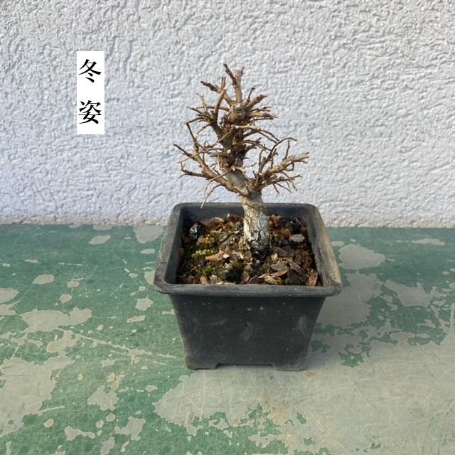 苗：にれけやき(小)*ニレケヤキ/楡欅 : 遊恵盆栽 Yahoo!店 - 通販