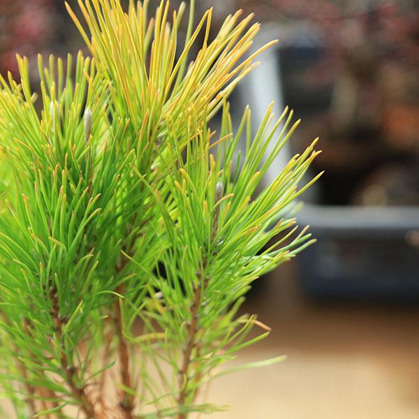 苗：黒松寄せ*クロマツ/くろまつ : 遊恵盆栽 Yahoo!店 - 通販 - Yahoo