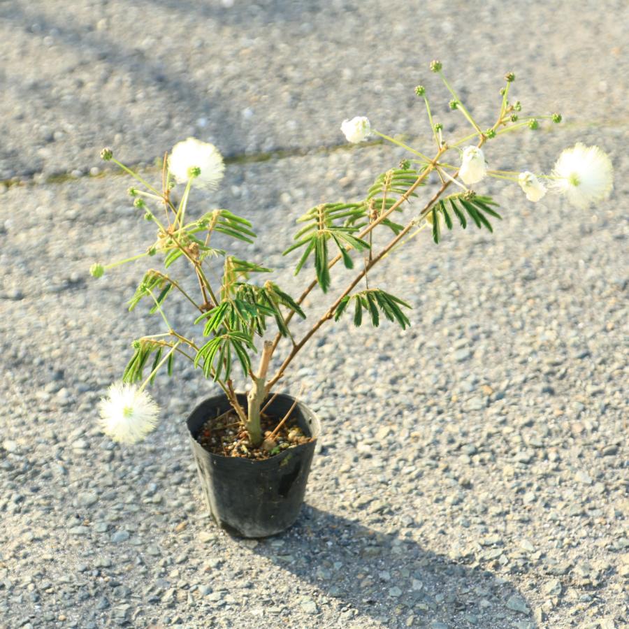 苗 白花ネムの木 高品質