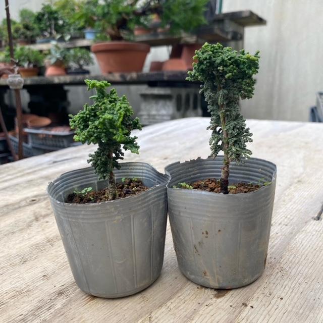 苗：石化ひのき(小) 石化桧 ヒノキ : 遊恵盆栽 Yahoo!店 - 通販