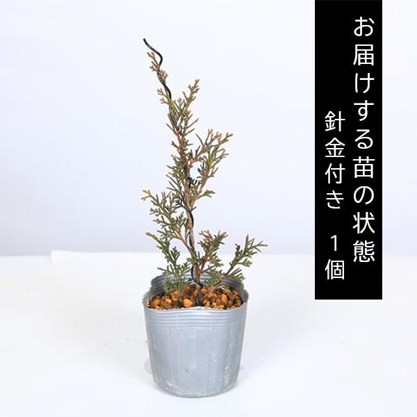 幼木苗：糸魚川真柏（針金付き）*お好みで曲げれるshinpakuお試し