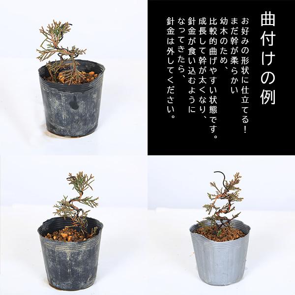 幼木苗：糸魚川真柏（針金付き）*お好みで曲げれるshinpakuお試し