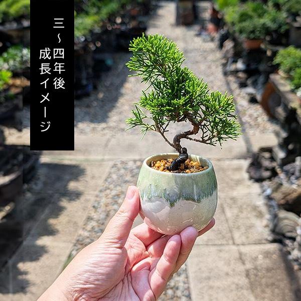 幼木苗：糸魚川真柏（針金付き）*お好みで曲げれるshinpakuお試し