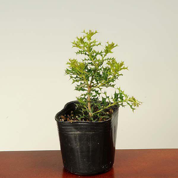 苗 姫ひいらぎ ヒメヒイラギ 22新発