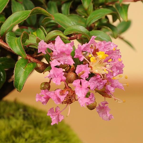 苗：八房さるすべり*サルスベリ 姫サルスベリ百日紅 : 遊恵盆栽 Yahoo