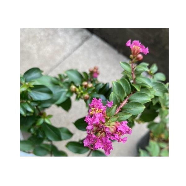 苗：八房さるすべり*サルスベリ 姫サルスベリ百日紅 : 遊恵盆栽 Yahoo