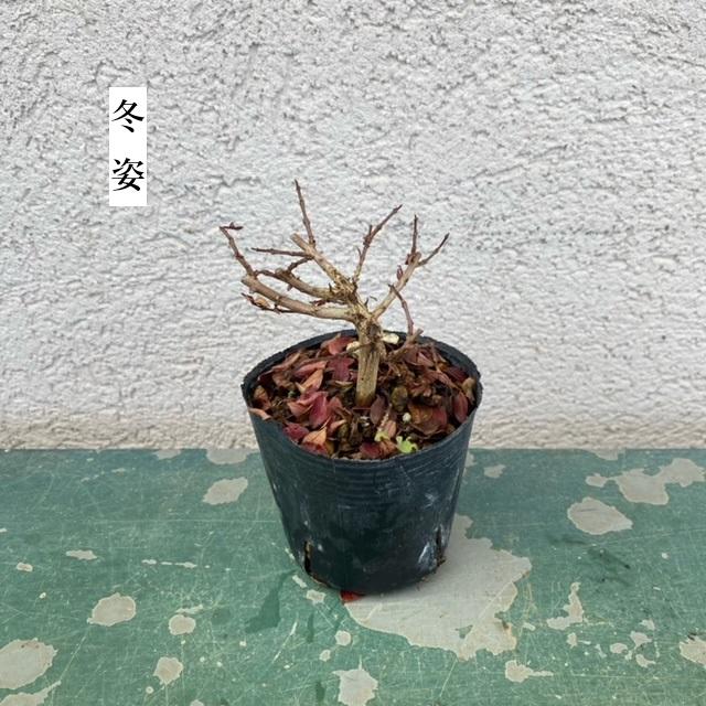 苗：八房さるすべり*サルスベリ 姫サルスベリ百日紅 : 遊恵盆栽 Yahoo