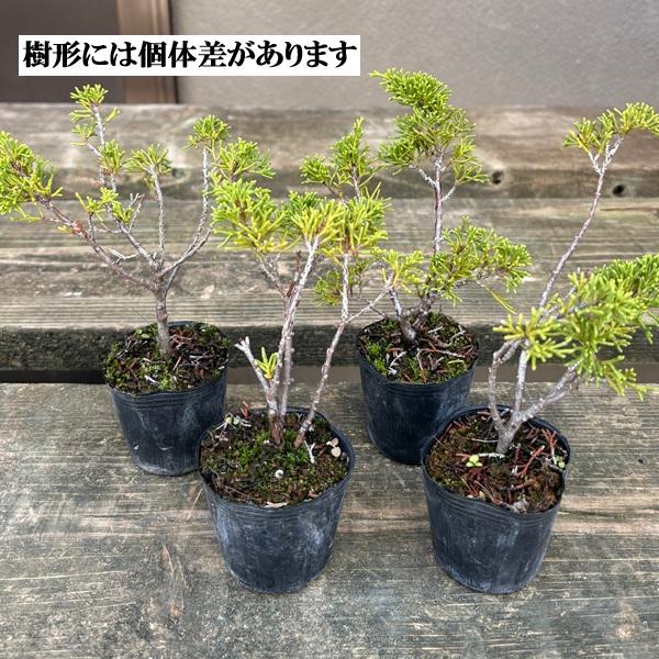 苗：糸魚川真柏(小)（イトイガワシンパク/いといがわしんぱく） : 遊恵