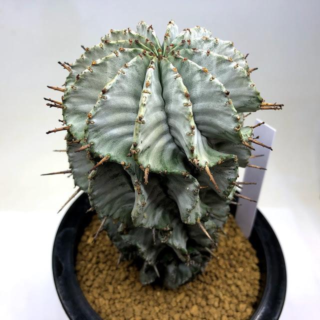 多肉植物:ユーフォルビア ホリダ*幅7.5cm 現品!一品限り 多肉植物:ユーフォルビア ホリダ*幅7.5cm 現品!一品限り