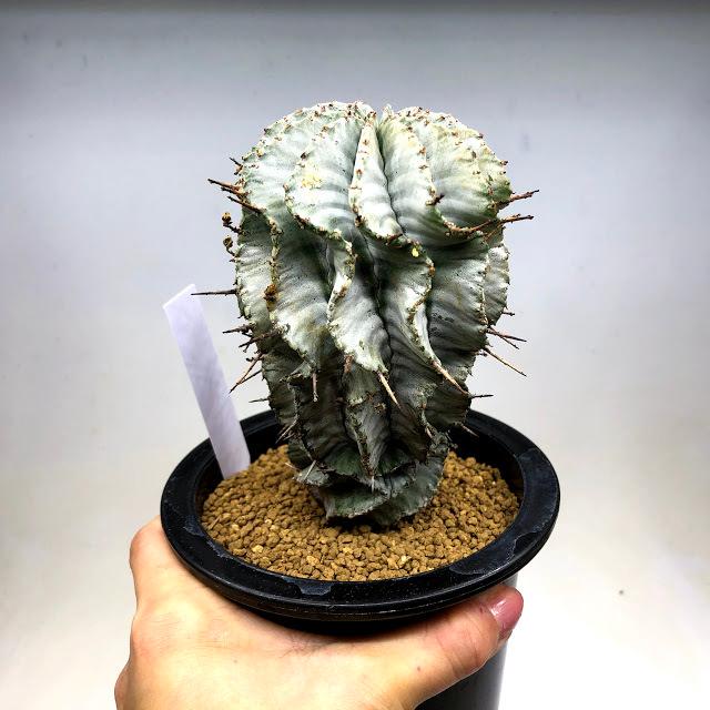 多肉植物：ユーフォルビア ホリダ*幅7.5cm 現品！一品限り : 遊恵