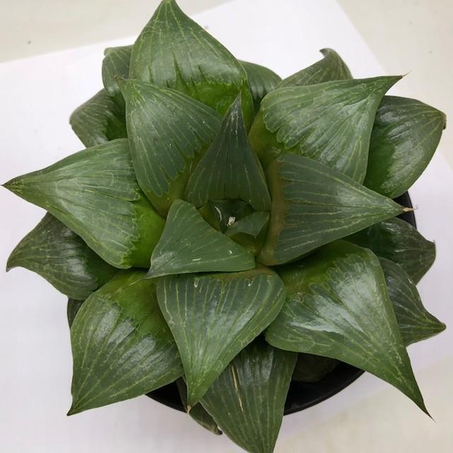 多肉植物：ハオルチア レツーサ デンシフローラ*約18cm 現品 一品