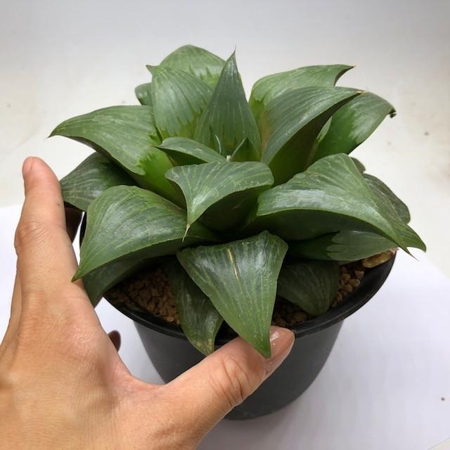 多肉植物：ハオルチア レツーサ デンシフローラ*約18cm 現品 一品