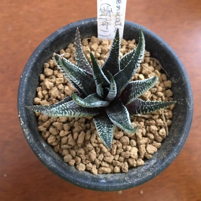 多肉植物：ハオルチア 十二の巻 霜降*5.5cm 現品 一品限り : 遊恵