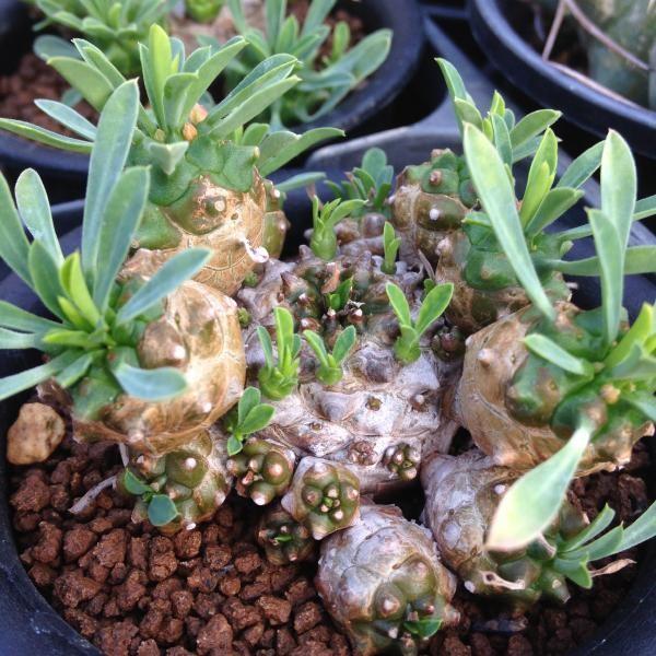 多肉植物：ユーフォルビア 峨眉山鉄甲*8cm : 遊恵盆栽 Yahoo!店 - 通販