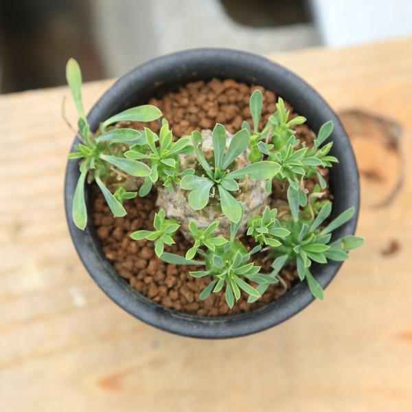 多肉植物：ユーフォルビア 峨眉山鉄甲*8cm : 遊恵盆栽 Yahoo!店 - 通販