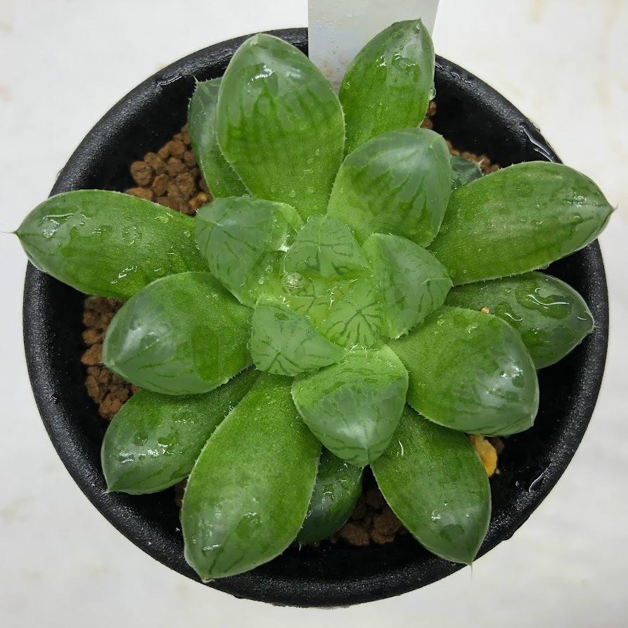 多肉植物：ハオルチア マリン*S 幅6cm : 遊恵盆栽 Yahoo!店 - 通販