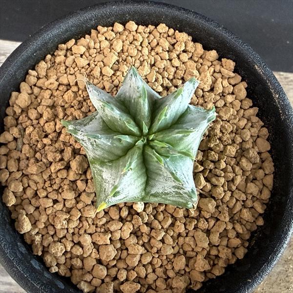 ☆特価☆多肉植物：ユーフォルビア ホリダ*SS 幅3cm ☆赤松実生 : 遊恵