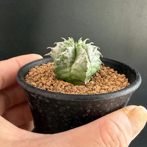☆特価☆多肉植物：ユーフォルビア ホリダ*SS 幅3cm ☆赤松実生 : 遊恵