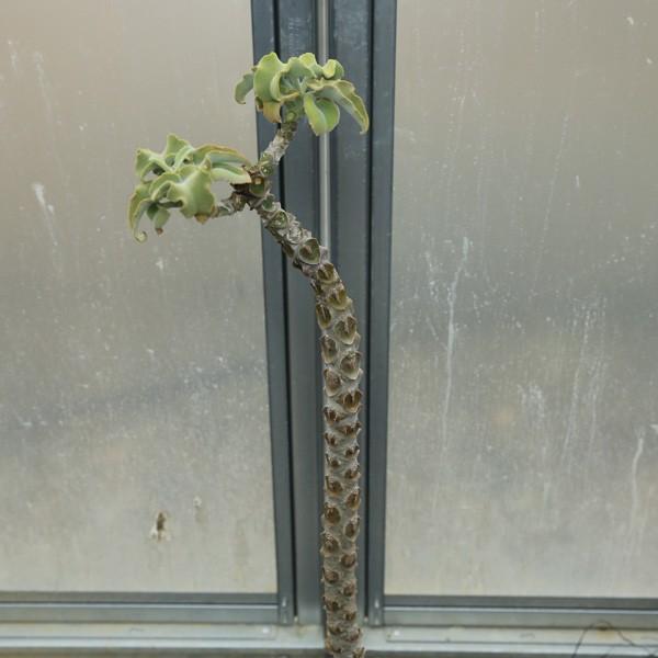 多肉植物:カランコエ ベハレンシス 仙女の舞*18cm 現品 一品 多肉植物:カランコエ ベハレンシス 仙女の舞*18cm 現品 一品