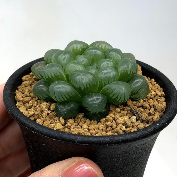 多肉植物：ハオルチア オブツーサ*幅4cm : 遊恵盆栽 Yahoo!店 - 通販