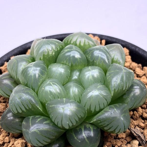 多肉植物：ハオルチア オブツーサ*幅4cm : 遊恵盆栽 Yahoo!店 - 通販