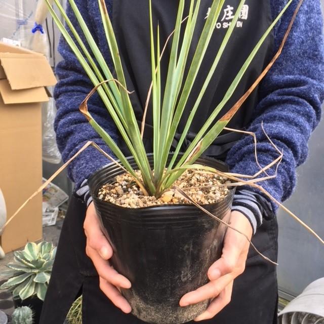 ロストラータ 45cm