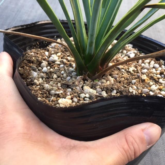 ロストラータ 45cm