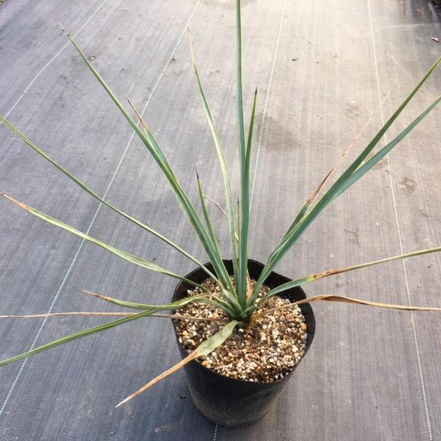 ロストラータ 45cm