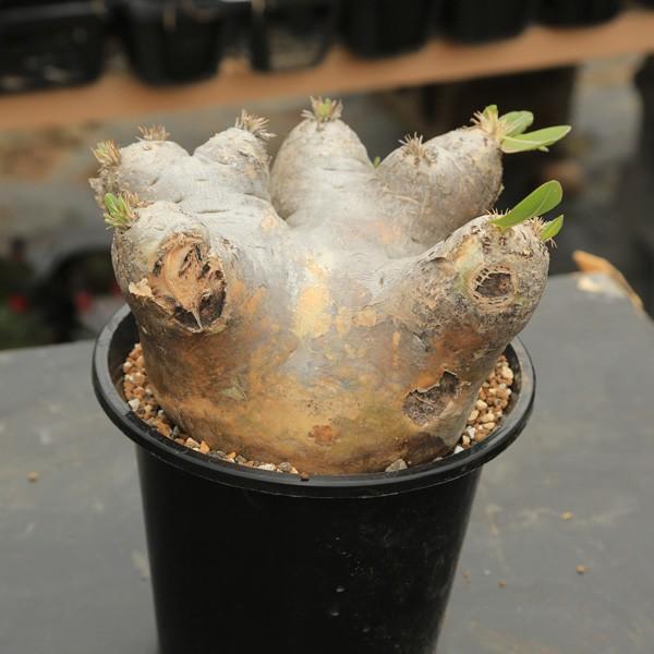 コーデックス：パキポディウム エブレネウム*現品 一品限り : 遊恵盆栽