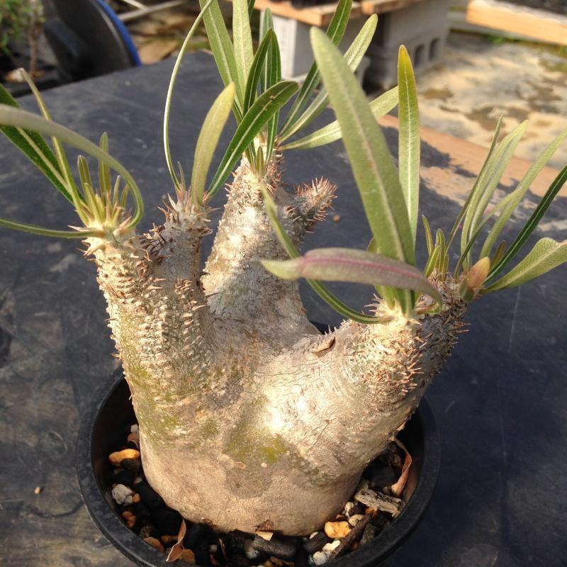 コーデックス：パキポディウム イノピナーツム*現品 一品限り : 遊恵