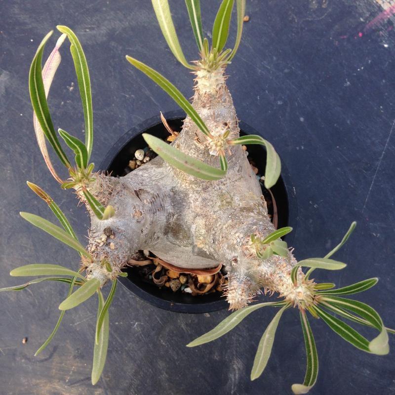 最高峰 パキポディウム イノピーナーツム 現地株 fit=scale-down,w=1200