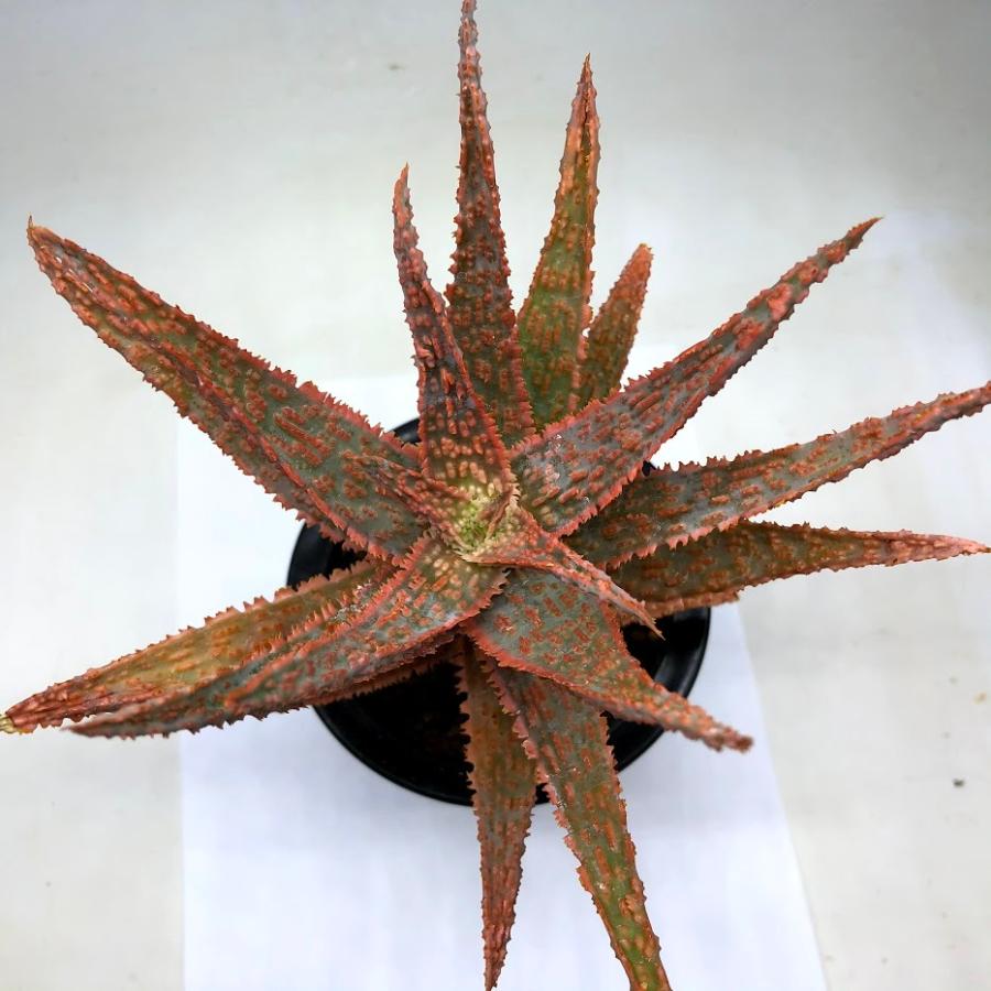 ぷちょ 実生 (フラミンゴ×プラテンシス) × レゴー アロエ 1170 楽天市場】【レゴ 認定販売店】 レゴ クリエイター どうぶつ：ピンク