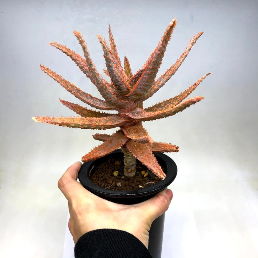 ぷちょ 実生 (フラミンゴ×プラテンシス) × レゴー アロエ 1170 どうぶつ：ピンクフラミンゴ 31170 | クリエイター3in1 |レゴ®ストア