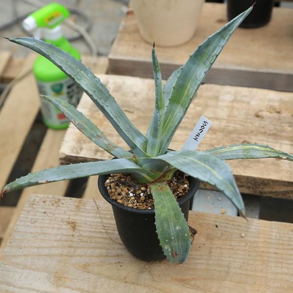 多肉植物：アガベ アメリカーナ縞斑錦*33cm 現品 一品限り : 遊恵