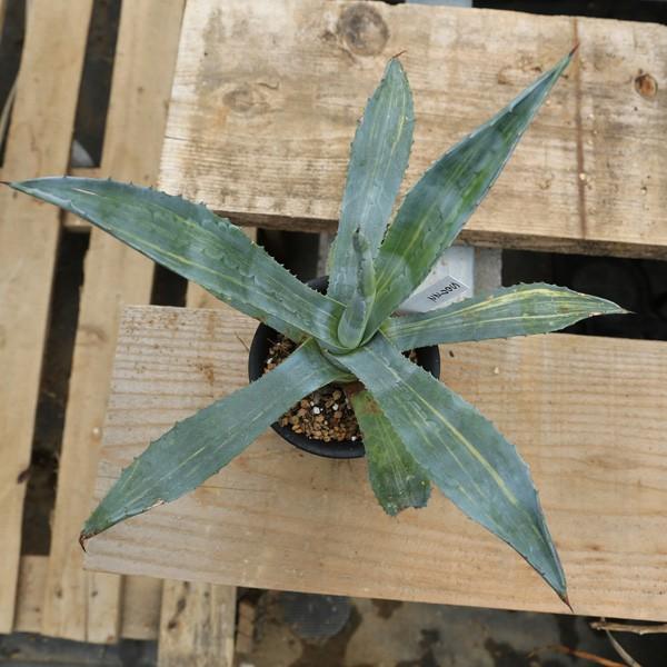 多肉植物：アガベ アメリカーナ縞斑錦*33cm 現品 一品限り : 遊恵