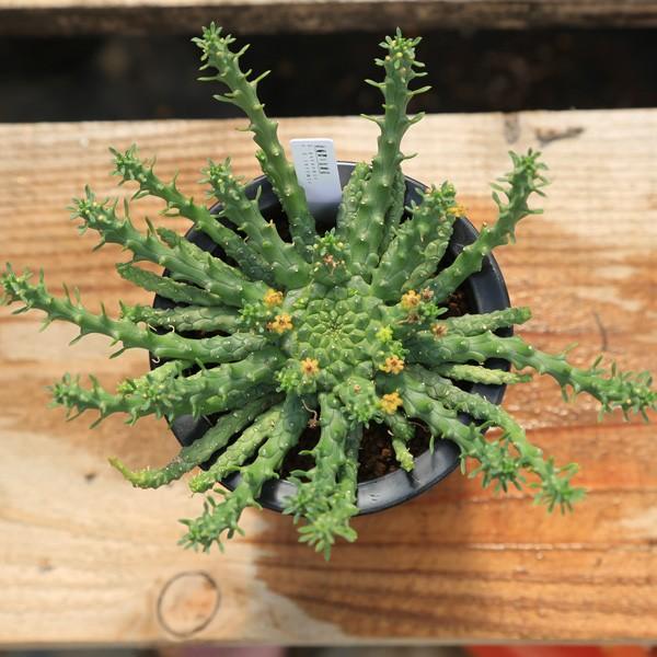 検討中 ユーフォルビア 多肉植物：ユーフォルビア 金輪際×九頭竜*18cm 現品 一品限り : 遊恵