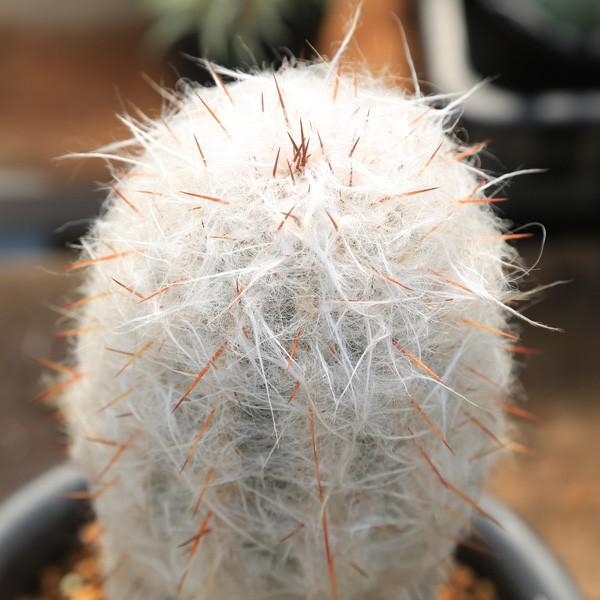 サボテン：ライオン錦 *15cm : 遊恵盆栽 Yahoo!店 - 通販 - Yahoo