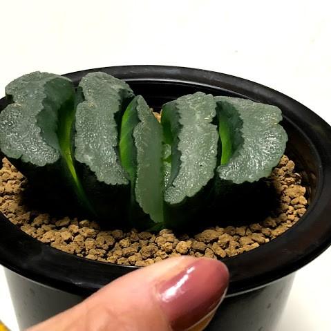 大型玉扇 美品 多肉植物：ハオルチア 玉扇 大型白模様緑線*
