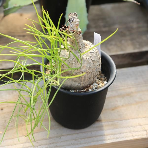 塊根植物：イポメア・ボルシー*9cm 現品 一品限り : 遊恵盆栽 Yahoo