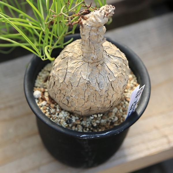 塊根植物：イポメア・ボルシー*9cm 現品 一品限り : 遊恵盆栽 Yahoo