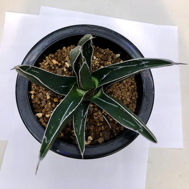 多肉植物：アガベ ピンティラ*幅11cm 現品！一品限り : 遊恵盆栽