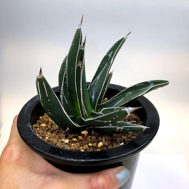 多肉植物：アガベ ピンティラ*幅11cm 現品！一品限り : 遊恵盆栽