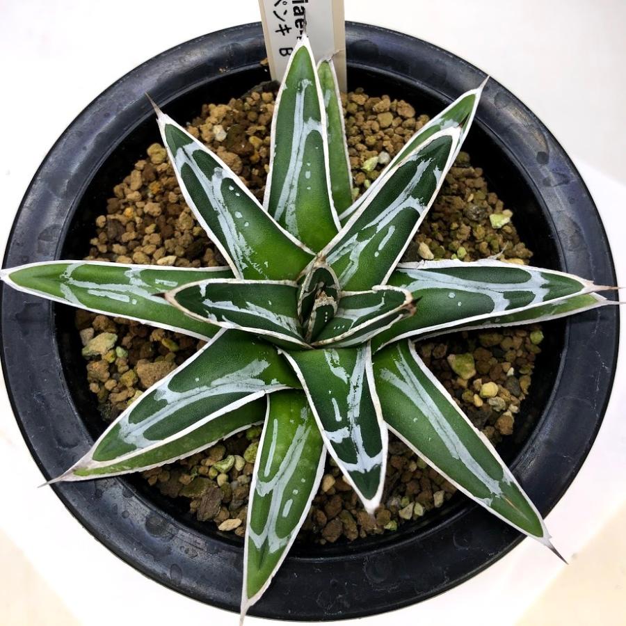 多肉植物：アガベ 特小型ペンキ 笹の雪*幅10cm 現品！一品限り