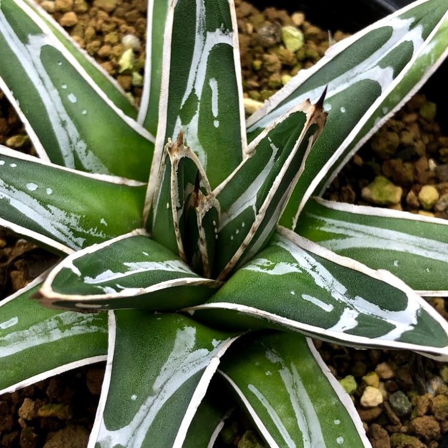 多肉植物：アガベ 特小型ペンキ 笹の雪*幅10cm 現品！一品限り