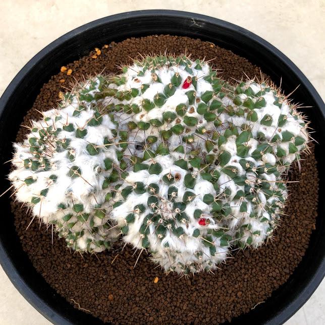 マミラリア ブカレンシス 総柄 超極上斑 マミラリア ブカレンシス 総柄